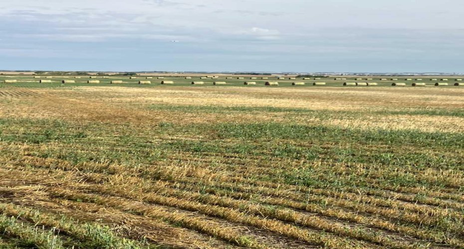 Range RD 14 Road 14, Rural Rocky View County, Alberta T4B 2T3, ,Land,For Sale,Road 14,A2202556