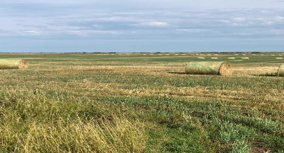 Range RD 14 Road 14, Rural Rocky View County, Alberta T4B 2T3, ,Land,For Sale,Road 14,A2202556