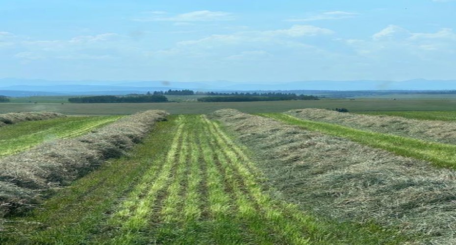 177 Avenue, Rural Foothills County, Alberta T1S2B8, ,Land,For Sale,177,A2215878