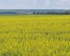 RR 20 294152, Rural Starland County, Alberta T0J 2C0, 5 Bedrooms Bedrooms, ,3 BathroomsBathrooms,Residential,For Sale,294152,A2218565
