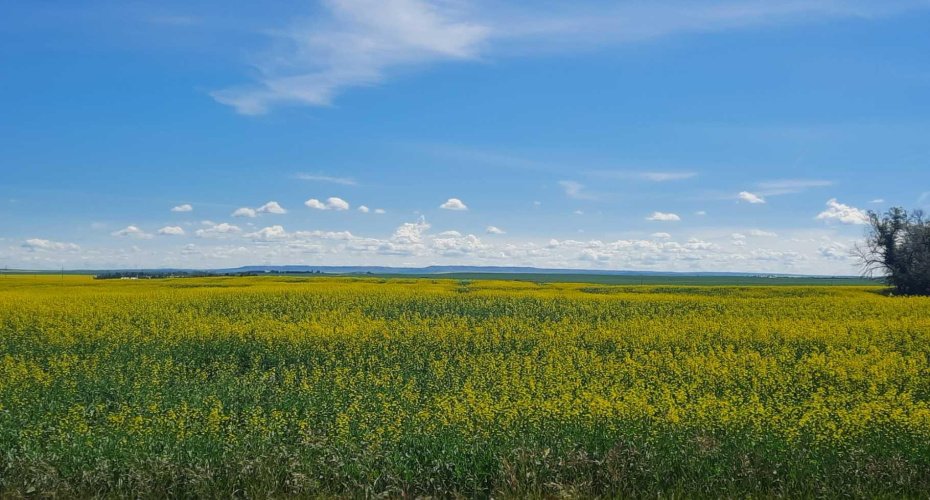 RR 20 294152, Rural Starland County, Alberta T0J 2C0, 5 Bedrooms Bedrooms, ,3 BathroomsBathrooms,Residential,For Sale,294152,A2218565