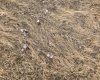 151243 Basin Road, Rural Willow Creek No. 26, M.D. of, Alberta T0L 1R0, ,Land,For Sale,Basin,A1211593