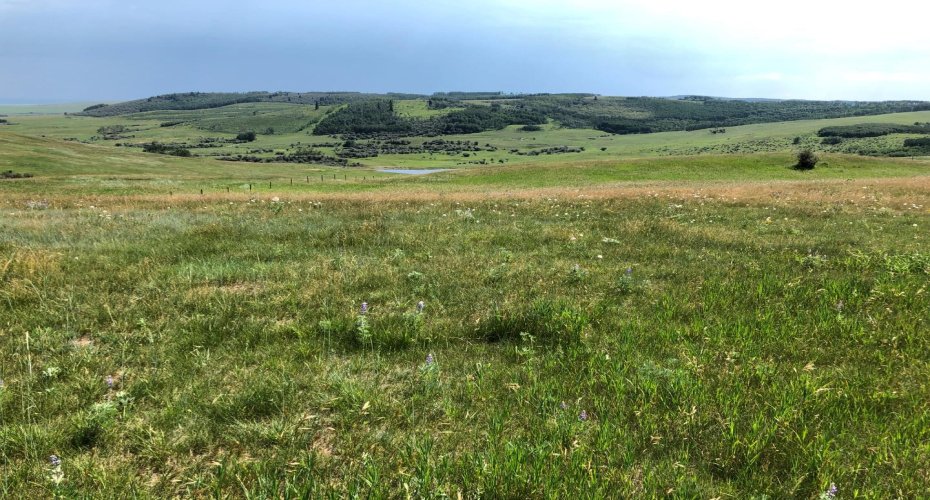 151243 Basin Road, Rural Willow Creek No. 26, M.D. of, Alberta T0L 1R0, ,Land,For Sale,Basin,A1211593