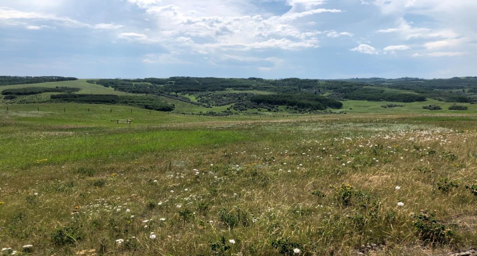 151243 Basin Road, Rural Willow Creek No. 26, M.D. of, Alberta T0L 1R0, ,Land,For Sale,Basin,A1211593
