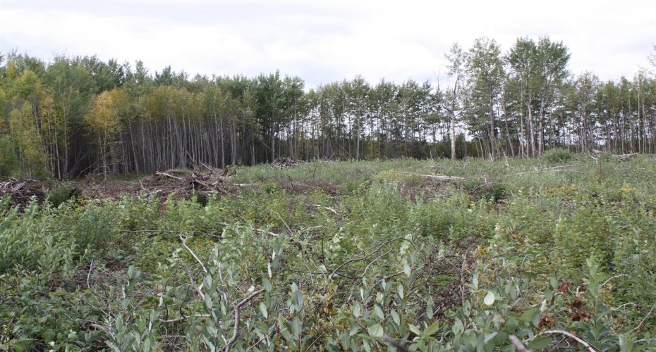 110 67324 MISSION Road, Lac La Biche, Alberta T0A 2C1, ,Land,For Sale,67324 MISSION,A2224152