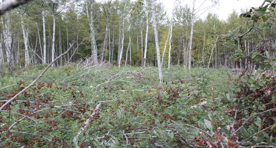 110 67324 MISSION Road, Lac La Biche, Alberta T0A 2C1, ,Land,For Sale,67324 MISSION,A2224152