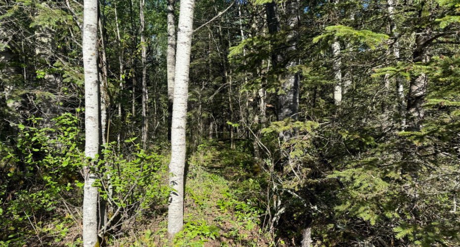 Township road 640, Perryvale, Alberta T0G0R0, ,Land,For Sale,640,A2224431