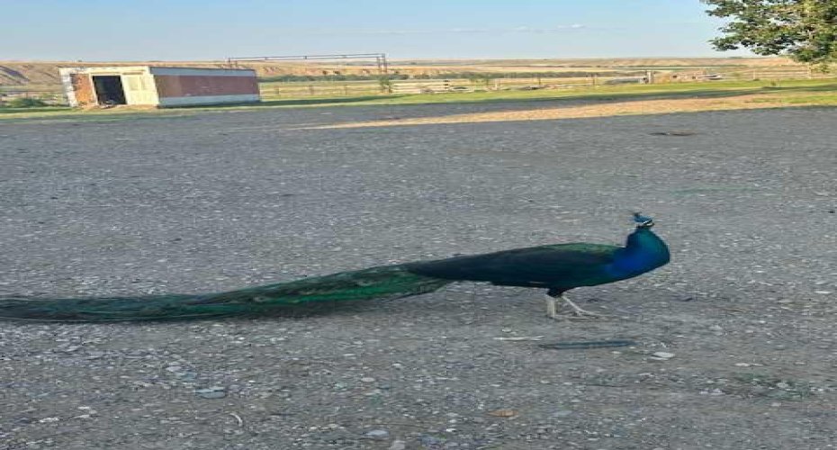 112029 RR 144, Rural Taber, M.D. of, Alberta T0K 1X0, 8 Bedrooms Bedrooms, ,3 BathroomsBathrooms,Residential,For Sale,RR 144,A2228598