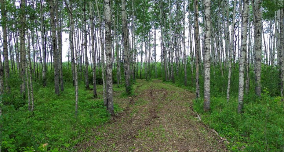 34 Prosser Drive, Branch Lake, Saskatchewan S0M 1L0, ,Land,For Sale,Prosser,A2234601