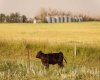Parcel 8 Range Road 271 just south of Highway 9., Rural Rocky View County, Alberta T0M 1G0, ,Land,For Sale,Range Road 271 just south of Highway 9.,A2158857