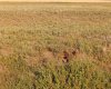 Parcel 8 Range Road 271 just south of Highway 9., Rural Rocky View County, Alberta T0M 1G0, ,Land,For Sale,Range Road 271 just south of Highway 9.,A2158857