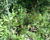 Lot #10 Wapiti River SW-21-69-10-W6, Rural Grande Prairie No. 1, County of, Alberta T0H 1J0, ,Land,For Sale,SW-21-69-10-W6,A2246279