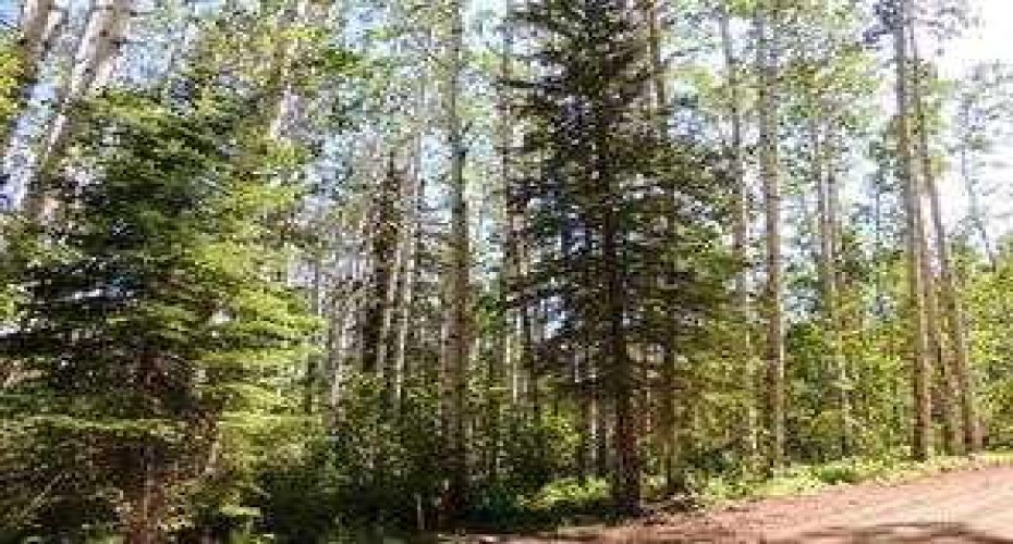 Lot #10 Wapiti River SW-21-69-10-W6, Rural Grande Prairie No. 1, County of, Alberta T0H 1J0, ,Land,For Sale,SW-21-69-10-W6,A2246279