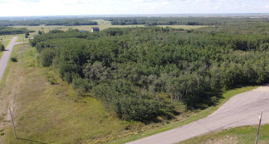 Tons of trees!