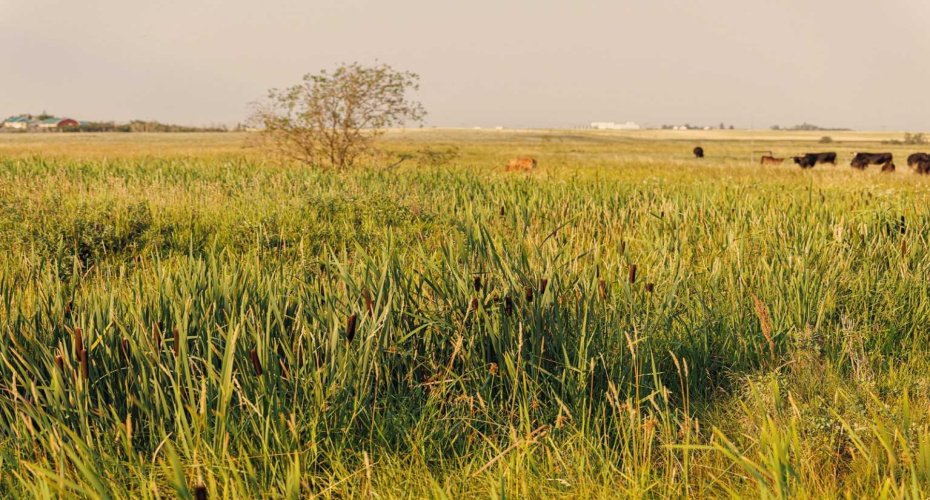 Parcel 9 Range Road 271 just south of Highway 9, Rural Rocky View County, Alberta T0M 1G0, ,Land,For Sale,Range Road 271 just south of Highway 9,A2252287