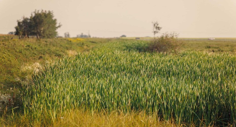 Parcel 9 Range Road 271 just south of Highway 9, Rural Rocky View County, Alberta T0M 1G0, ,Land,For Sale,Range Road 271 just south of Highway 9,A2252287