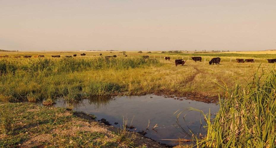 Parcel 9 Range Road 271 just south of Highway 9, Rural Rocky View County, Alberta T0M 1G0, ,Land,For Sale,Range Road 271 just south of Highway 9,A2252287