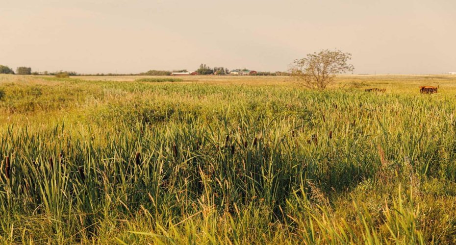 Parcel 9 Range Road 271 just south of Highway 9, Rural Rocky View County, Alberta T0M 1G0, ,Land,For Sale,Range Road 271 just south of Highway 9,A2252287