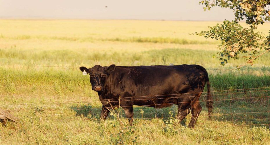 Parcel 7 Range Road 271 just south of Highway 9., Rural Rocky View County, Alberta T0M 1G0, ,Land,For Sale,Range Road 271 just south of Highway 9.,A2252297