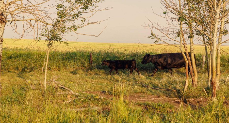 Parcel 7 Range Road 271 just south of Highway 9., Rural Rocky View County, Alberta T0M 1G0, ,Land,For Sale,Range Road 271 just south of Highway 9.,A2252297