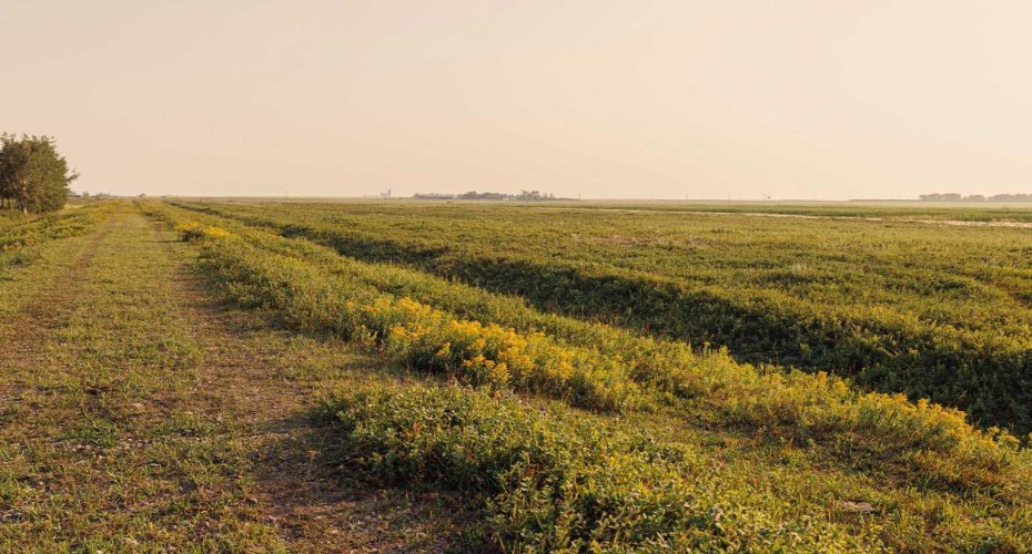 Parcel 7 Range Road 271 just south of Highway 9., Rural Rocky View County, Alberta T0M 1G0, ,Land,For Sale,Range Road 271 just south of Highway 9.,A2252297