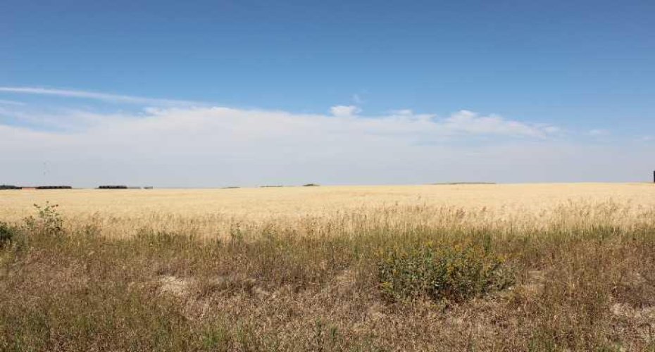 1110 1 Avenue, Bow Island, Alberta T0K 0G0, ,Land,For Sale,1,A2255189