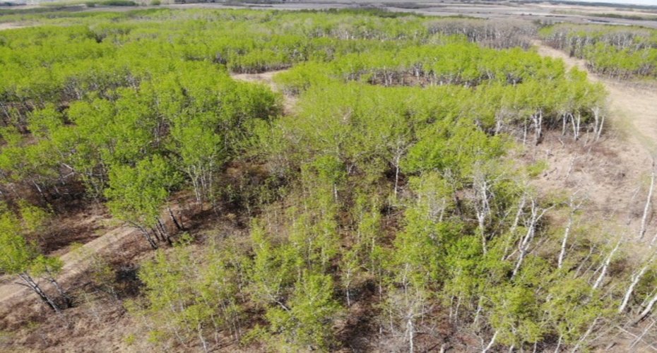 450031 73 Range, Rural Wainwright No. 61, M.D. of, Alberta T9W 1L5, ,Land,For Sale,73,A1150648