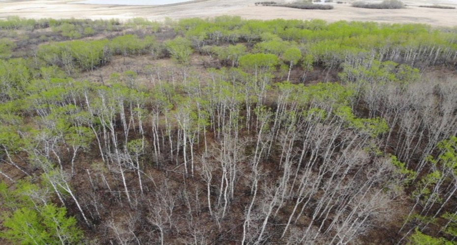 26 450031 73 Range, Rural Wainwright No. 61, M.D. of, Alberta T9W 1L5, ,Land,For Sale,73,A1150693