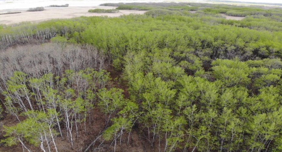 26 450031 73 Range, Rural Wainwright No. 61, M.D. of, Alberta T9W 1L5, ,Land,For Sale,73,A1150693