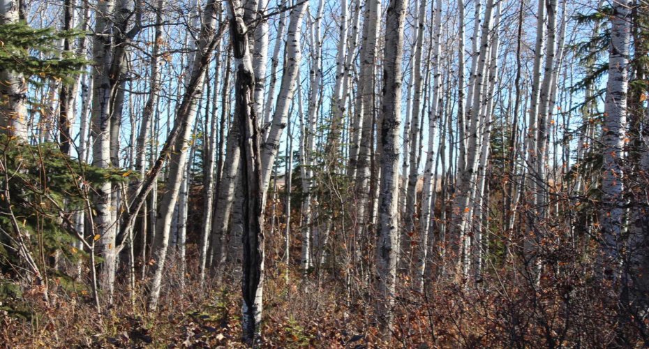 Range Road 222, Rural Northern Lights, County of, Alberta T0H 2M0, 3 Bedrooms Bedrooms, ,2 BathroomsBathrooms,Residential,For Sale,222,A2265457
