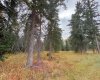 201 High Timber Place, Rural Clearwater County, Alberta T4T 1A7, ,Land,For Sale,High Timber,A2264701