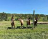 583030A Range Road 121, Rural Woodlands County, Alberta T7S1P5, 3 Bedrooms Bedrooms, ,4 BathroomsBathrooms,Agri-business,For Sale,Range Road 121,A2267747