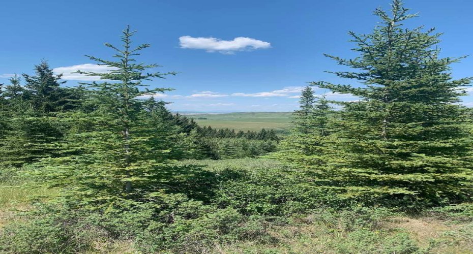 75.50 Acres North Springbank 5;3;25;28;SE, Rural Rocky View County, Alberta T3Z 3M2, ,Land,For Sale,North Springbank 5;3;25;28;SE,A2268464