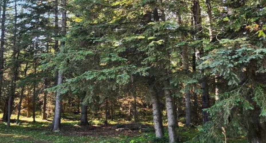 Range Road 6.2, Rural Clearwater County, Alberta T0M 0C0, ,Land,For Sale,Range Road 6.2,A2269590