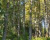 Range Road 6.2, Rural Clearwater County, Alberta T0M 0C0, ,Land,For Sale,Range Road 6.2,A2269590