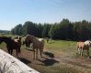 Range Road 6.2, Rural Clearwater County, Alberta T0M 0C0, ,Land,For Sale,Range Road 6.2,A2269590