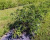 705068 82 Range, Wembley, Alberta T8W 5B5, ,Agri-business,For Sale,82,A2277492