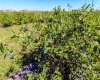 705068 RGE RD 82, Wembley, Alberta T8W 5B5, ,Commercial,For Sale,Haskap Berry Farm,RGE RD 82,A2277501