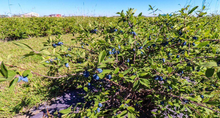 705068 RGE RD 82, Wembley, Alberta T8W 5B5, ,Commercial,For Sale,Haskap Berry Farm,RGE RD 82,A2277501