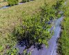 705068 RGE RD 82, Wembley, Alberta T8W 5B5, ,Commercial,For Sale,Haskap Berry Farm,RGE RD 82,A2277501