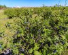 705068 RGE RD 82, Wembley, Alberta T8W 5B5, ,Commercial,For Sale,Haskap Berry Farm,RGE RD 82,A2277501