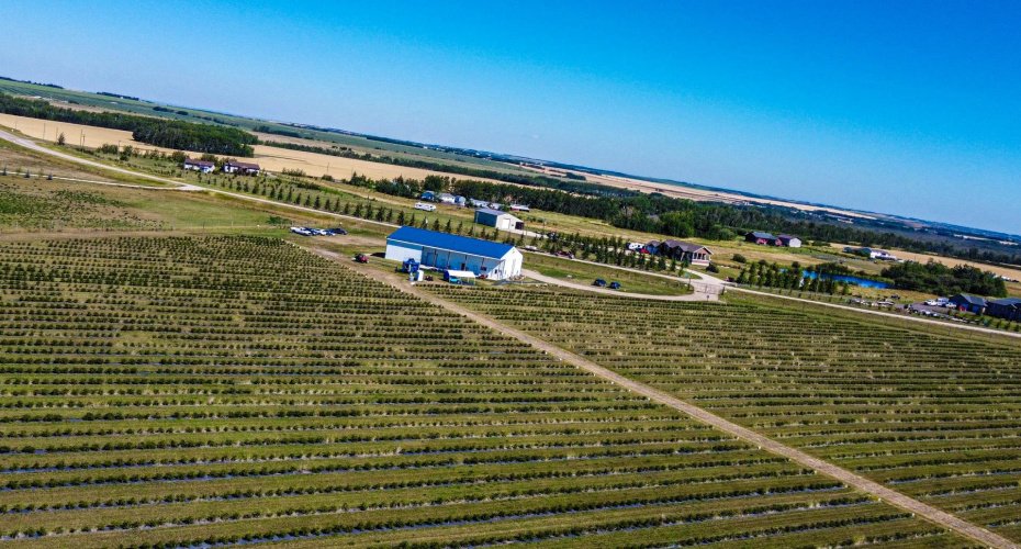 705068 RGE RD 82, Wembley, Alberta T8W 5B5, ,Commercial,For Sale,Haskap Berry Farm,RGE RD 82,A2277501