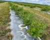 705068 RGE RD 82, Wembley, Alberta T8W 5B5, ,Commercial,For Sale,Haskap Berry Farm,RGE RD 82,A2277501