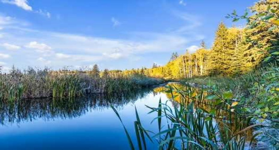 Nearby Pond
