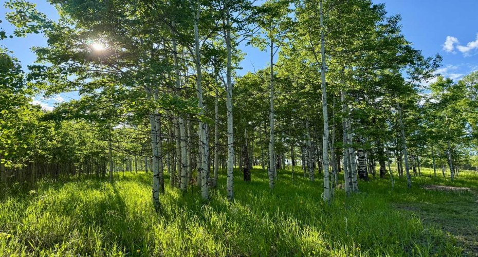 5228 Highway 579, Rural Mountain View County, Alberta T0M 2E0, ,Land,For Sale,Highway 579,A2282234