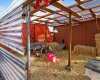 Chicken/Duck Coop