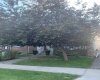 Front Tree in the Summer