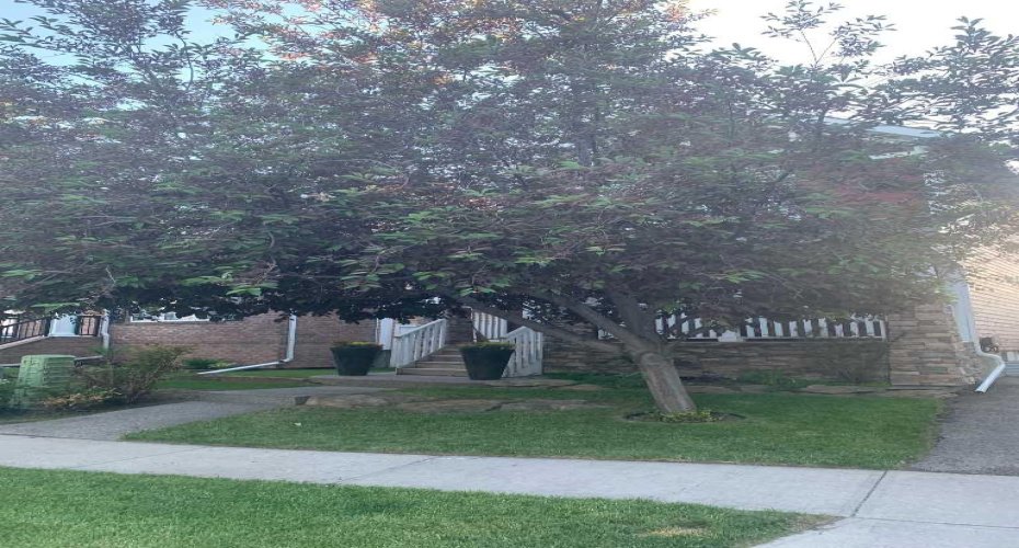 Front Tree in the Summer