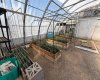 Green House