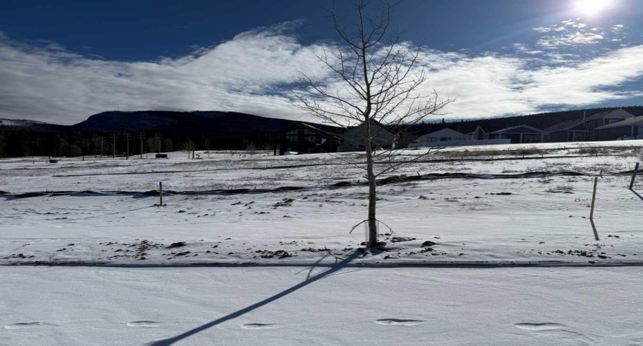 425 LILY Avenue, Nordegg, Alberta T0M 2H0, ,Land,For Sale,LILY,A2289645